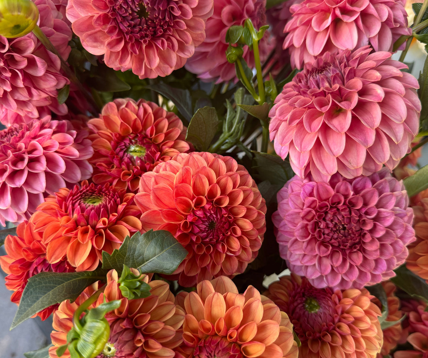 Stonehouse Dahlias - Gift Card