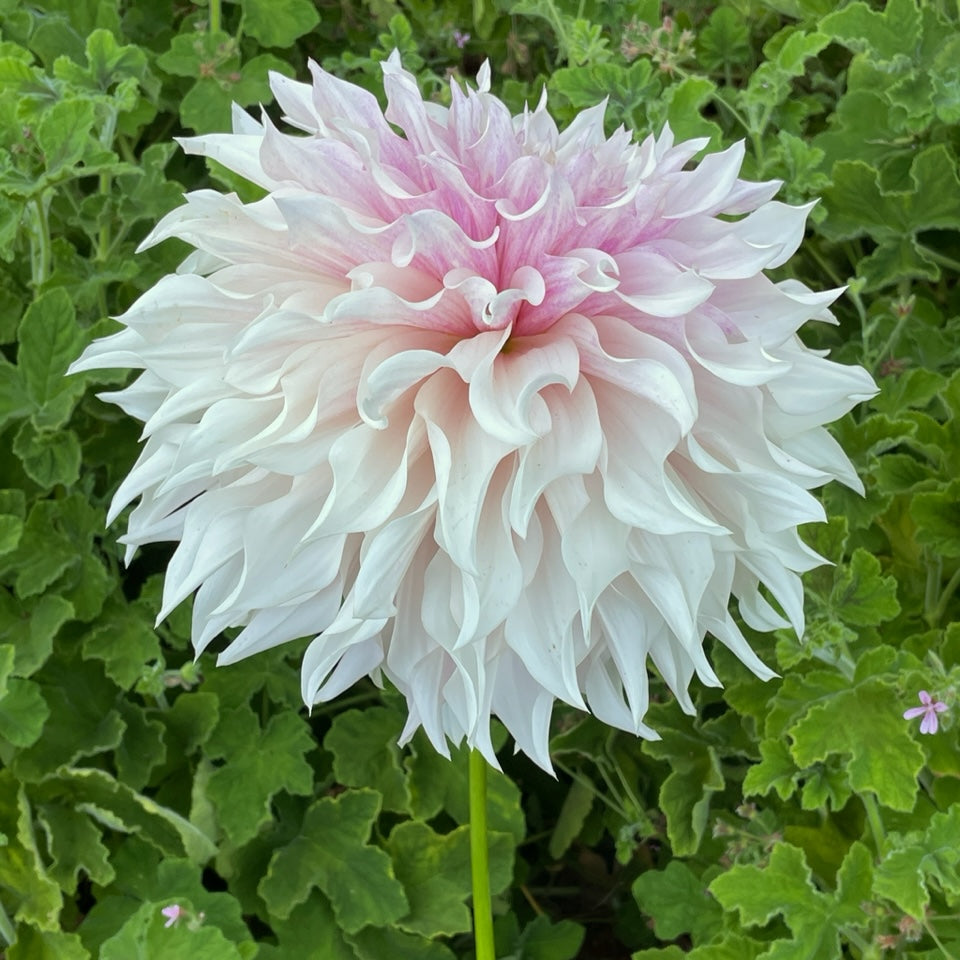 KA's® Lavender Blush