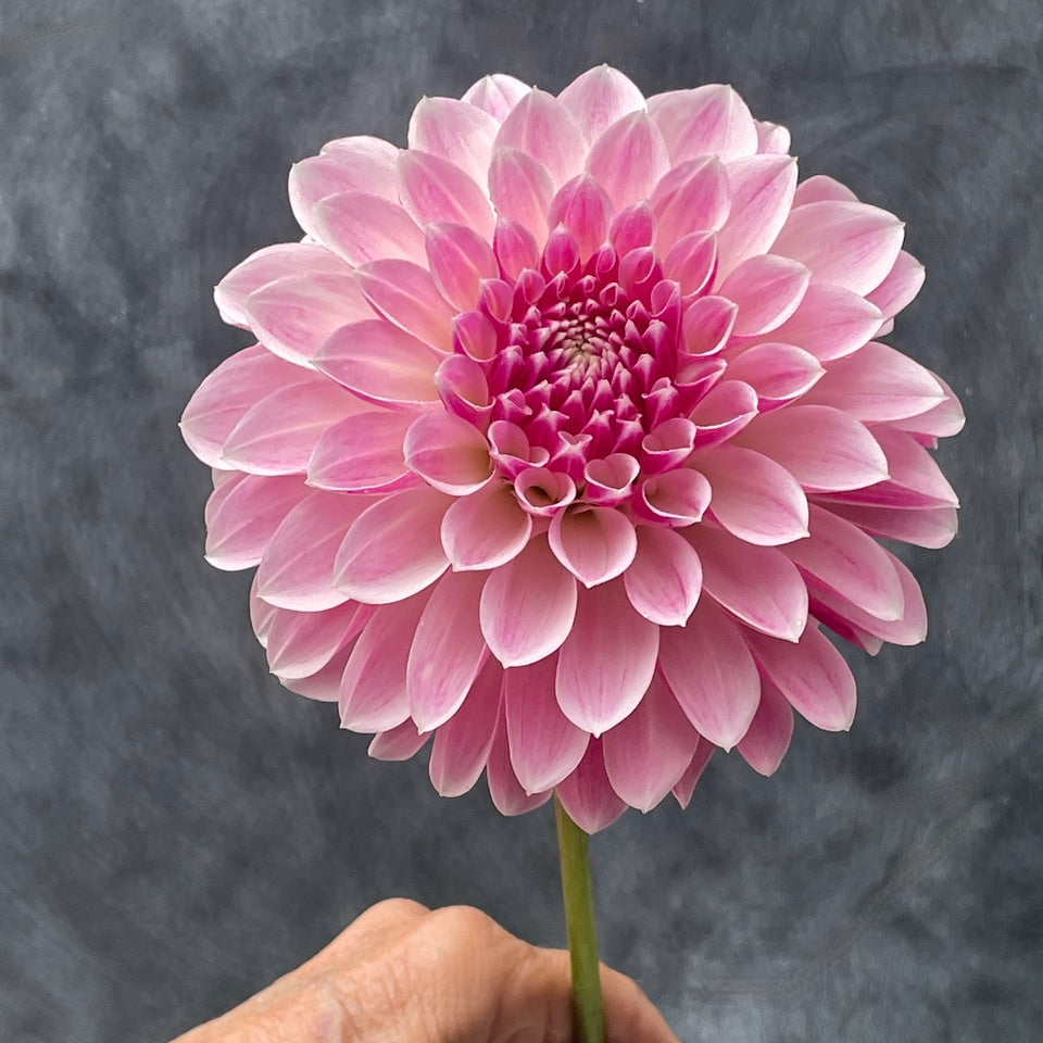 KA's® Rose Quartz – Stonehouse Dahlias