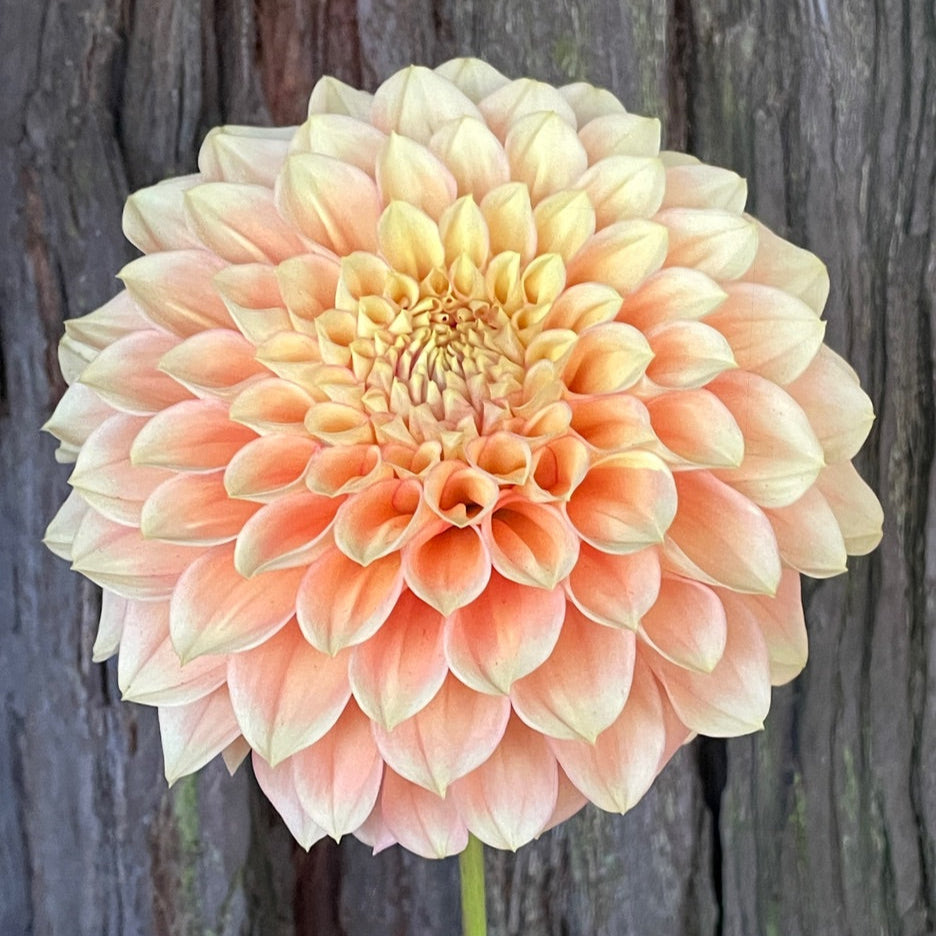 KA's® Aloha (Bright Series) – Stonehouse Dahlias