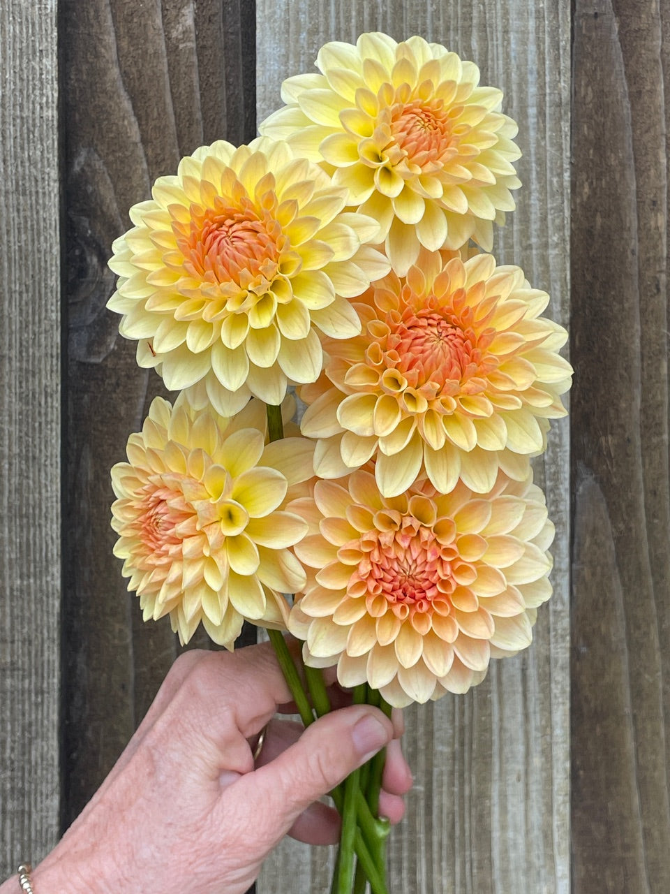 KA's ® Apricot Kiss (Bright Series)