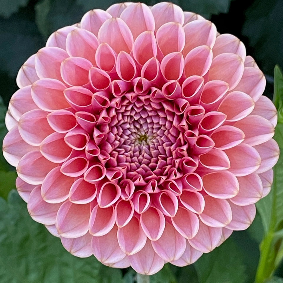 KA's® Boho Rose – Stonehouse Dahlias