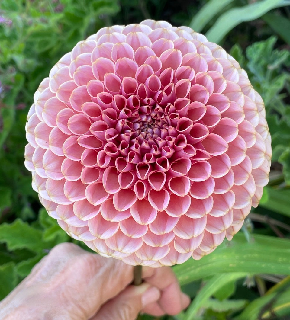 KA's® Boho Rose