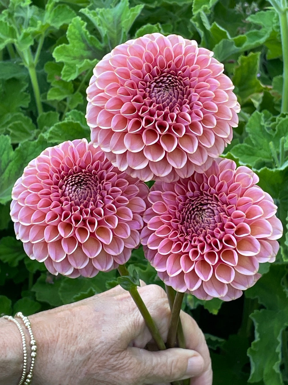 KA's® Boho Rose