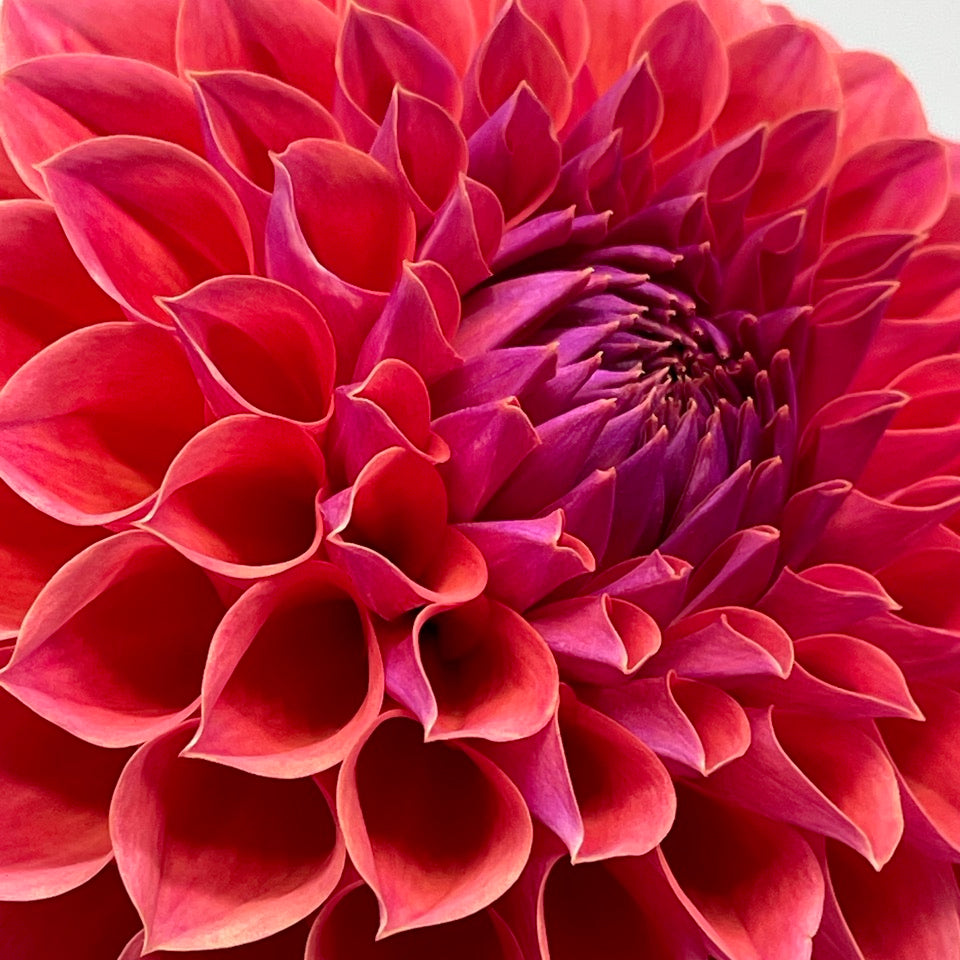 KA's® Brittany’s Favorite (Bright Series)