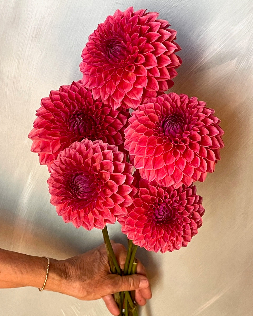 KA's® Brittany’s Favorite (Bright Series)