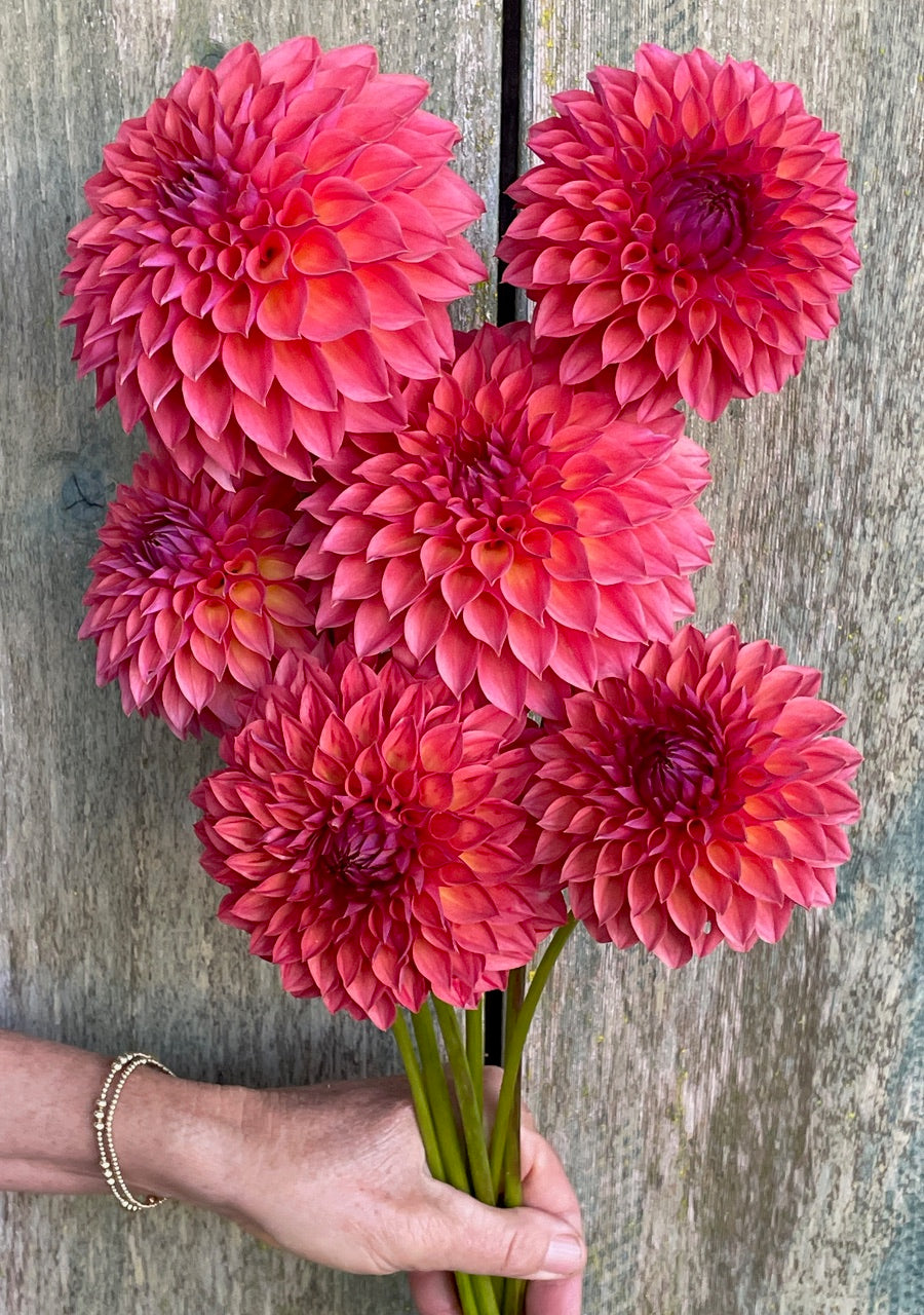 KA's® Brittany's Favorite (Bright Series) – Stonehouse Dahlias