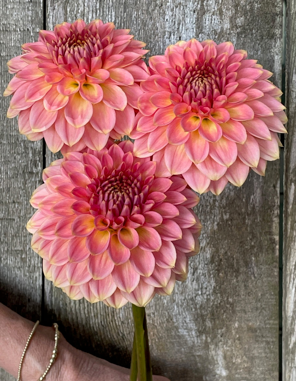 KA's® Morning Dew