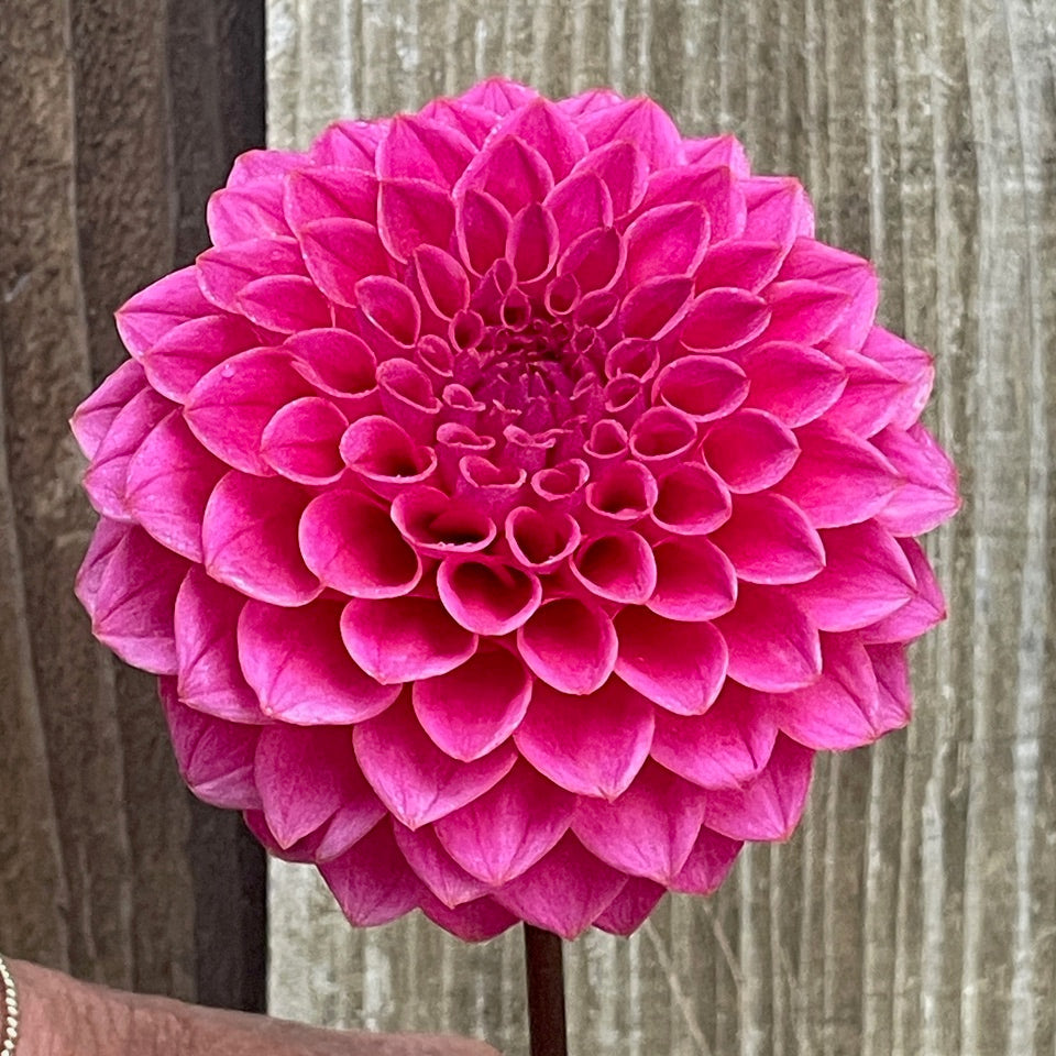 KA's® Poppin Pink (Bright Series) – Stonehouse Dahlias