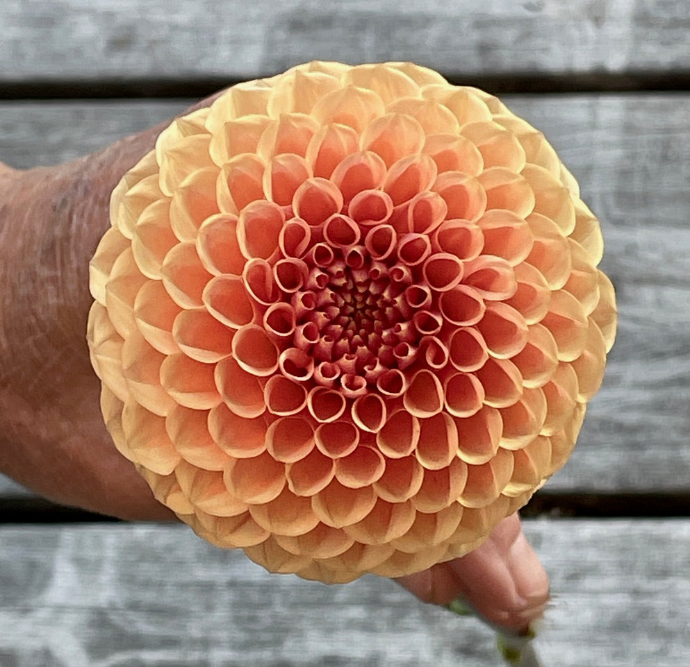 KA's® Sicilian Summer – Stonehouse Dahlias