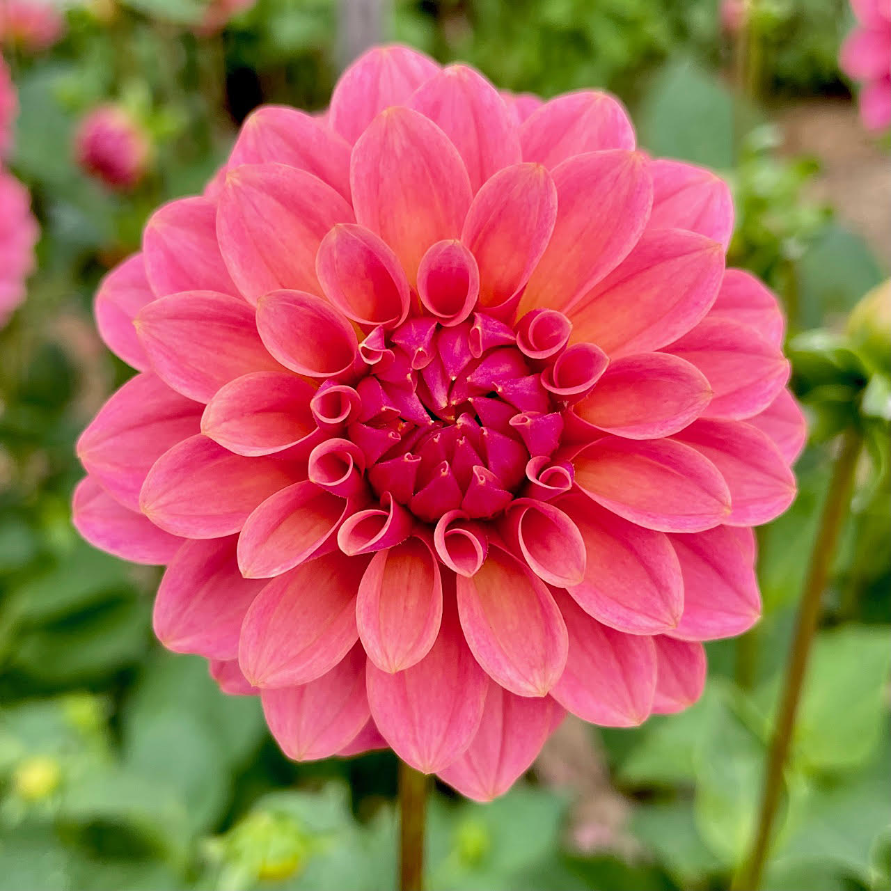 KA's® Boho Peach