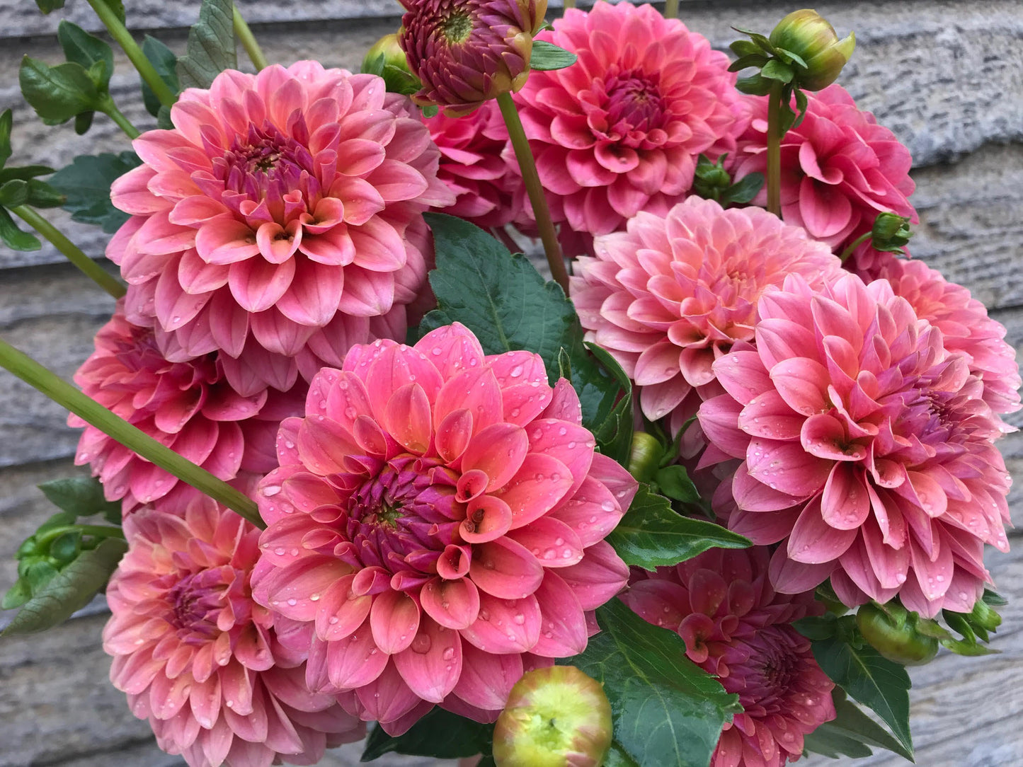 KA's® Boho Peach