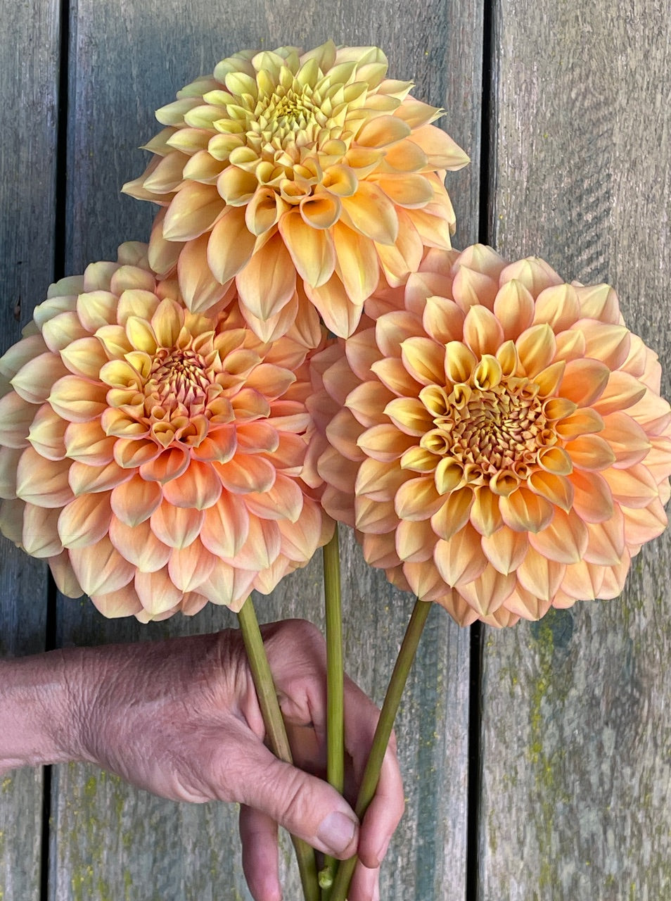 KA's® Aloha (Bright Series) – Stonehouse Dahlias