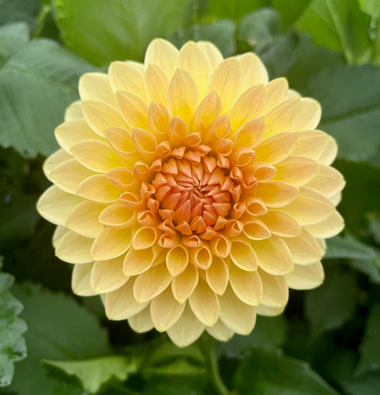 KA's ® Apricot Kiss (Bright Series)