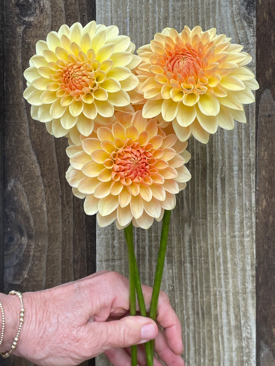 KA's ® Apricot Kiss (Bright Series) – Stonehouse Dahlias