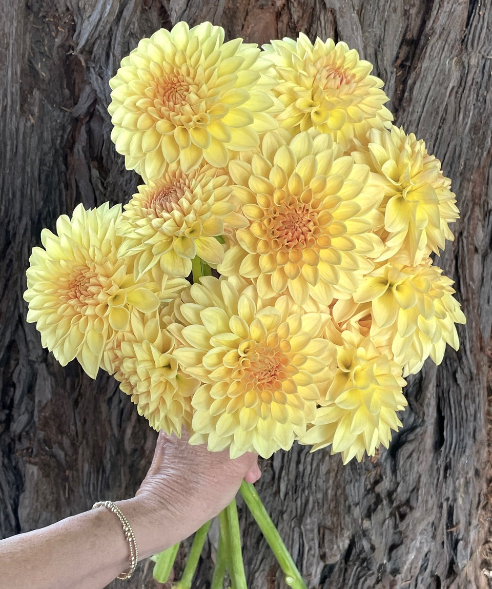 KA's ® Apricot Kiss (Bright Series) – Stonehouse Dahlias