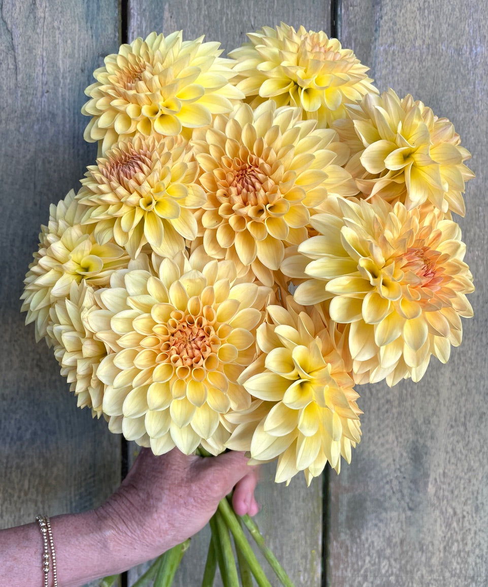 KA's ® Apricot Kiss (Bright Series) – Stonehouse Dahlias