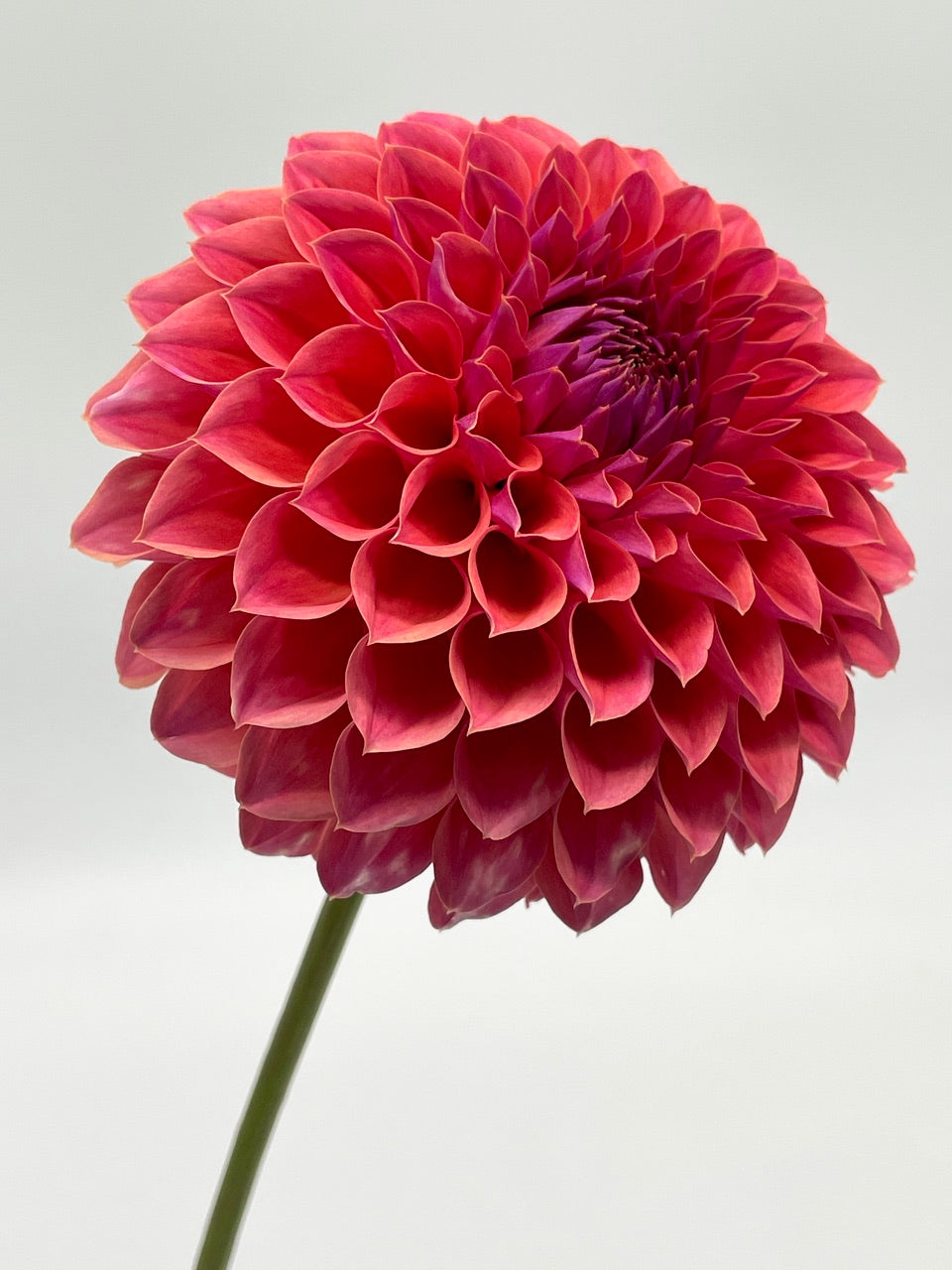 KA's® Brittany's Favorite (Bright Series) – Stonehouse Dahlias