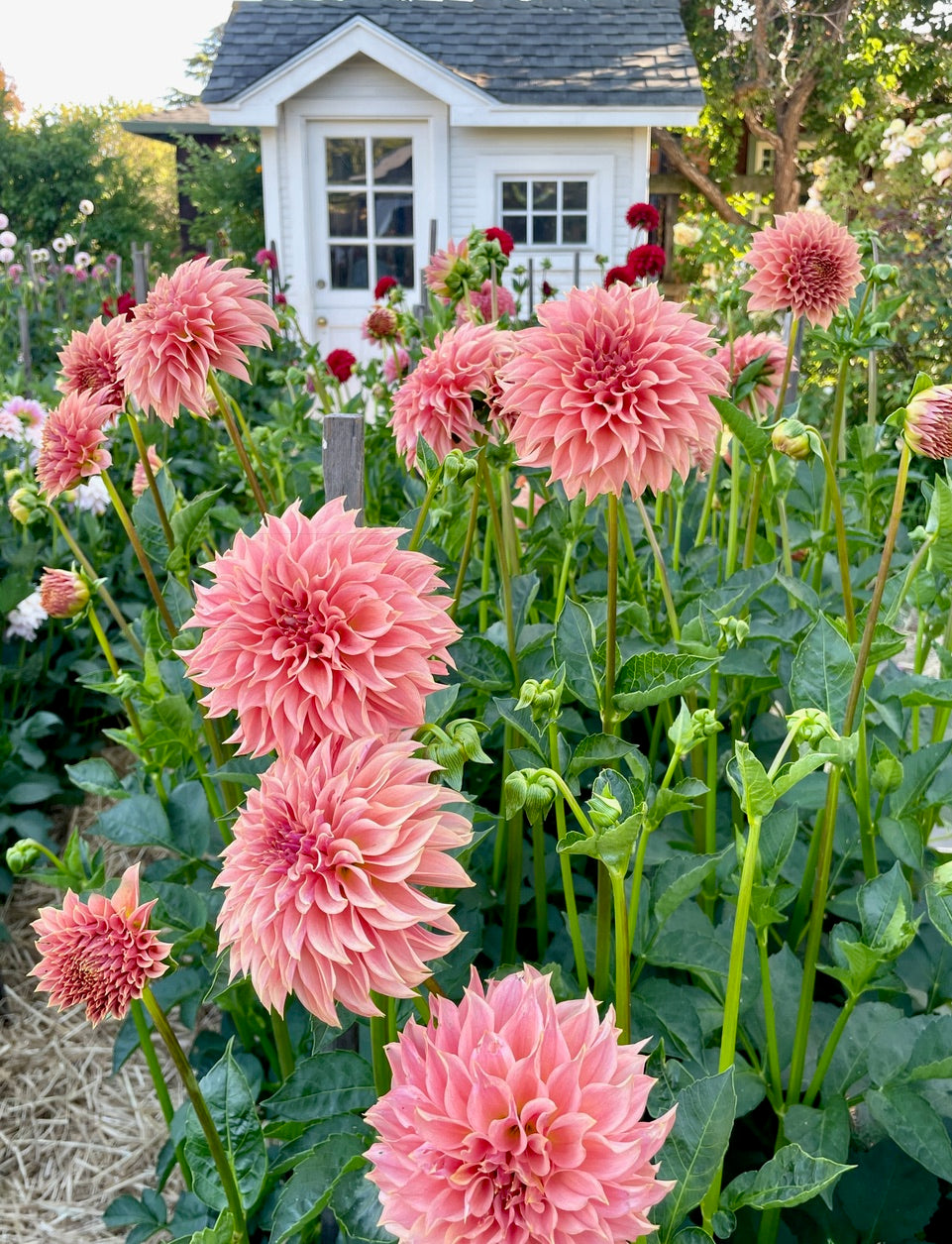 KA's® Coral Sea – Stonehouse Dahlias