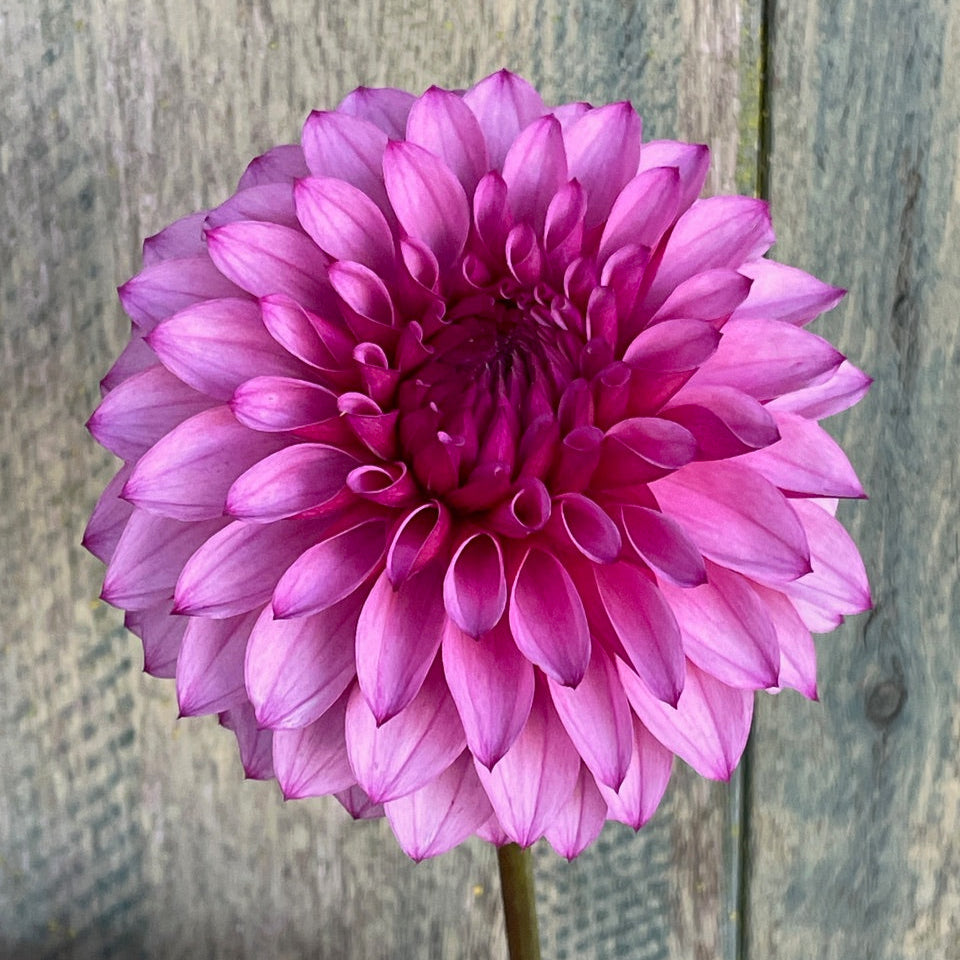 KA's® Dynah Flo (Bright Series)