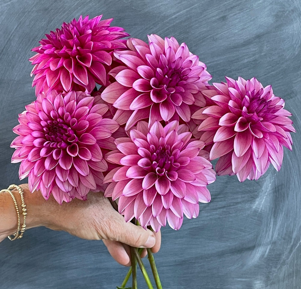 KA's® Dynah Flo (Bright Series)