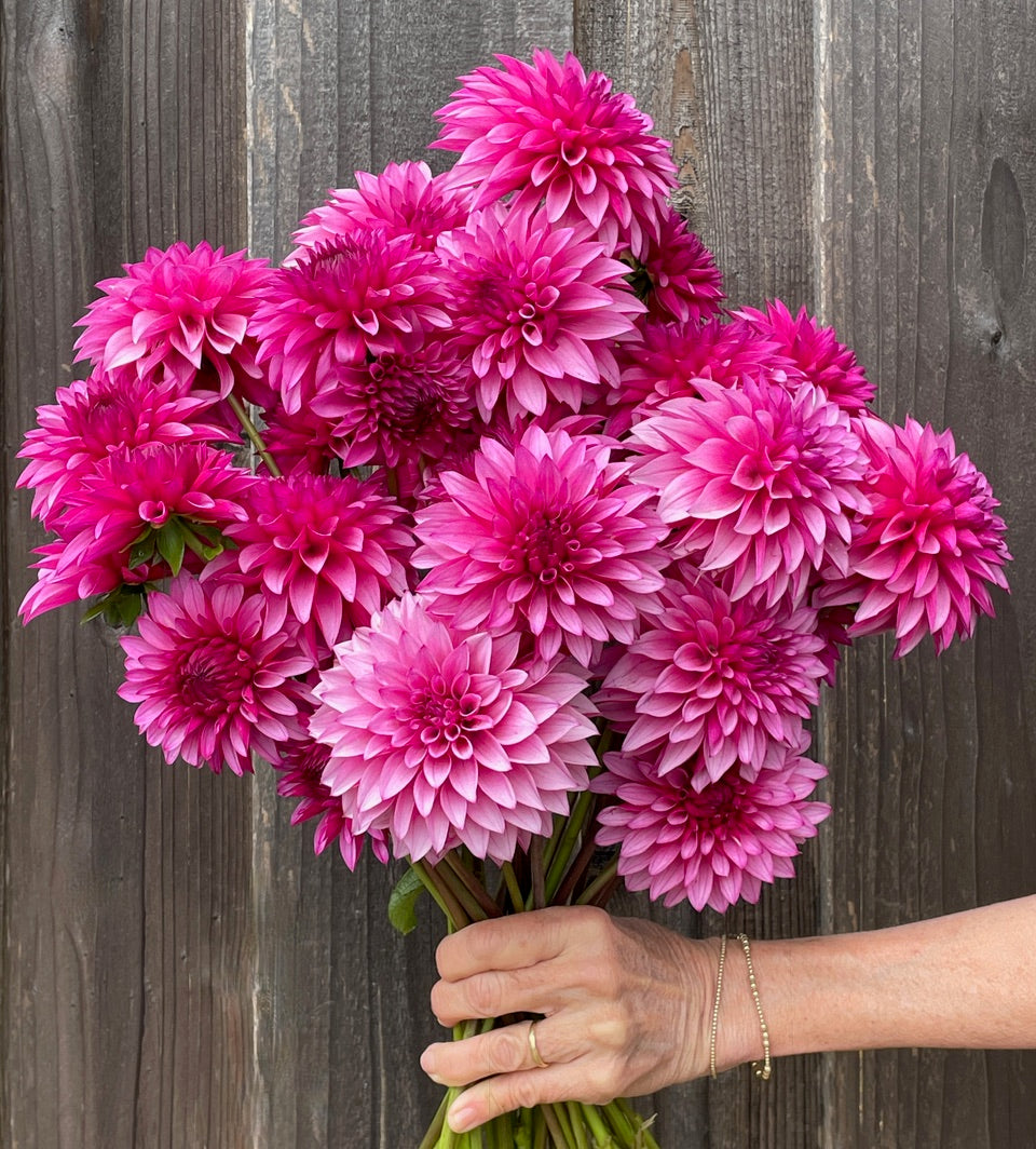 KA's® Dynah Flo (Bright Series)