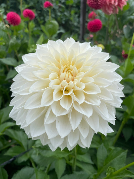KA's® Magnolia