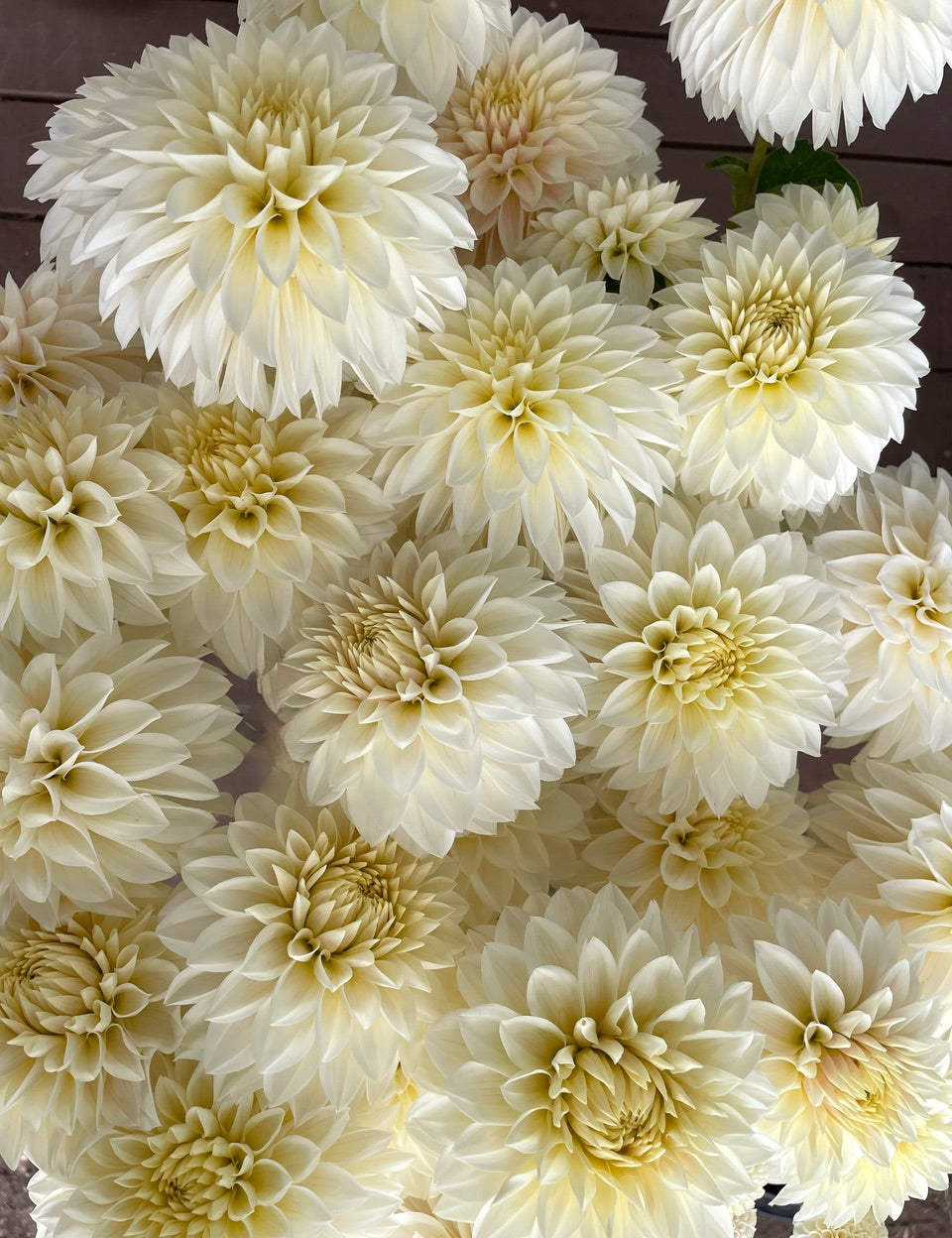 KA's® Magnolia