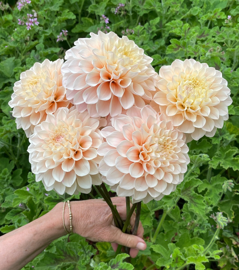 KA’s Mocha Cream