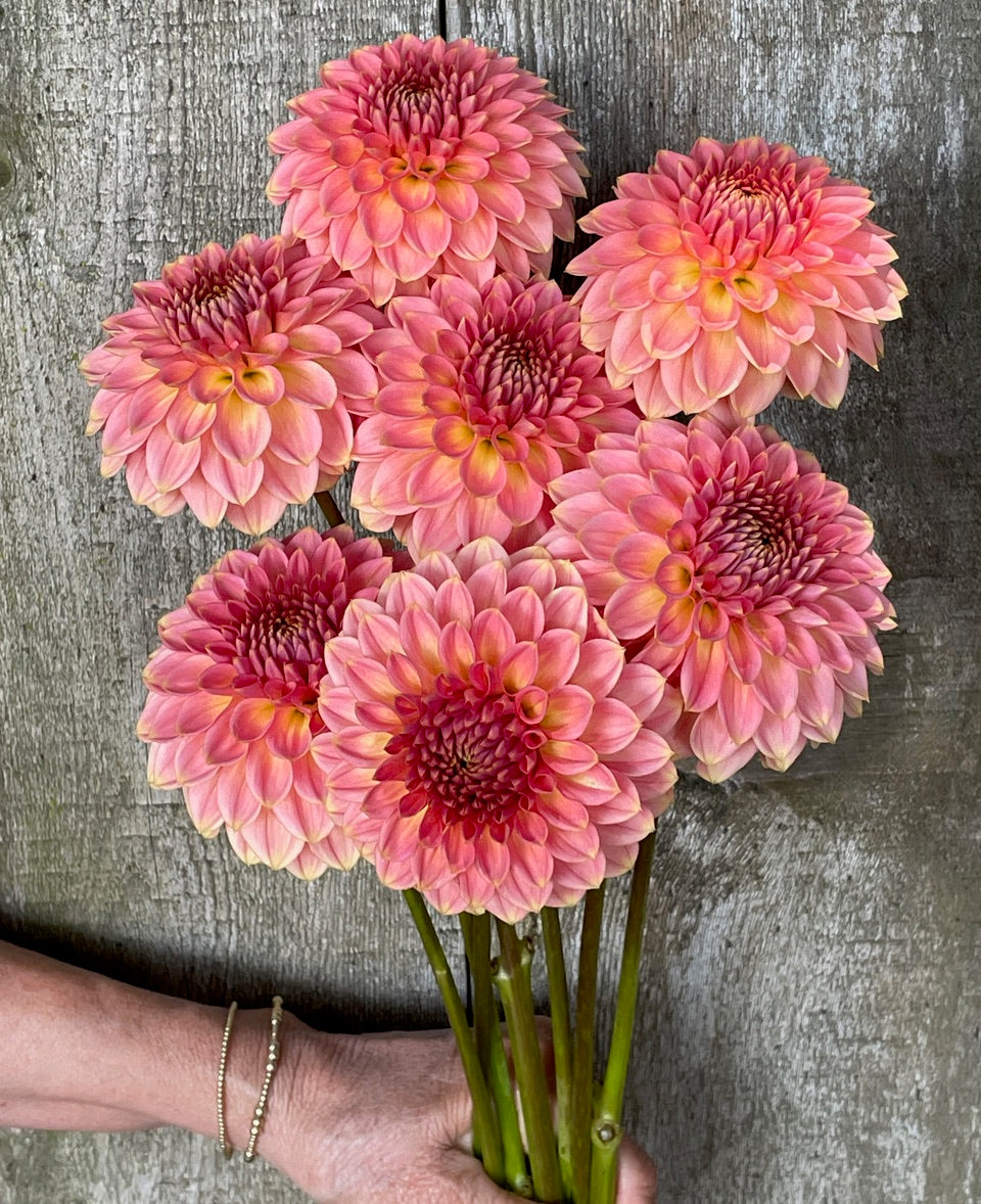 KA's® Morning Dew