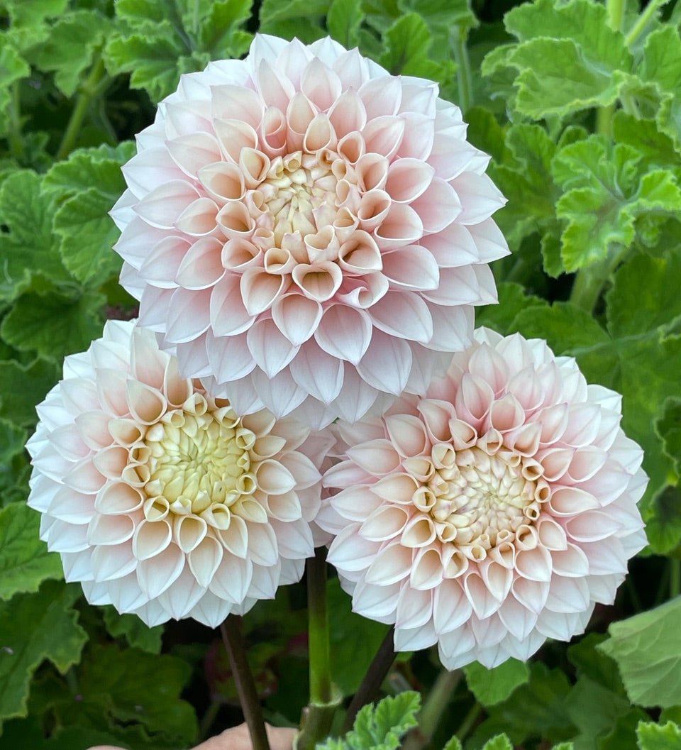 スノーボード DAHLIA 250 KA's® Opal Cliffs – Stonehouse Dahlias