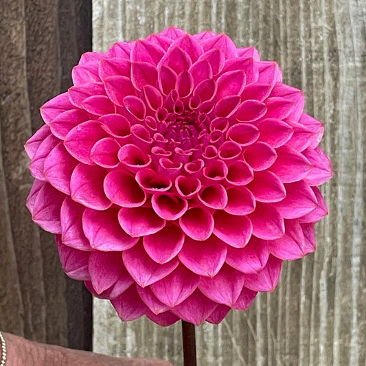 KA's® Poppin Pink (Bright Series)