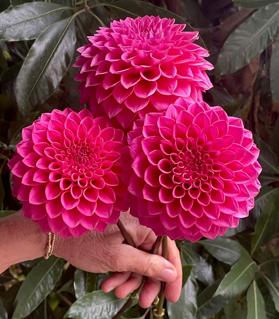 KA's® Poppin Pink (Bright Series) – Stonehouse Dahlias
