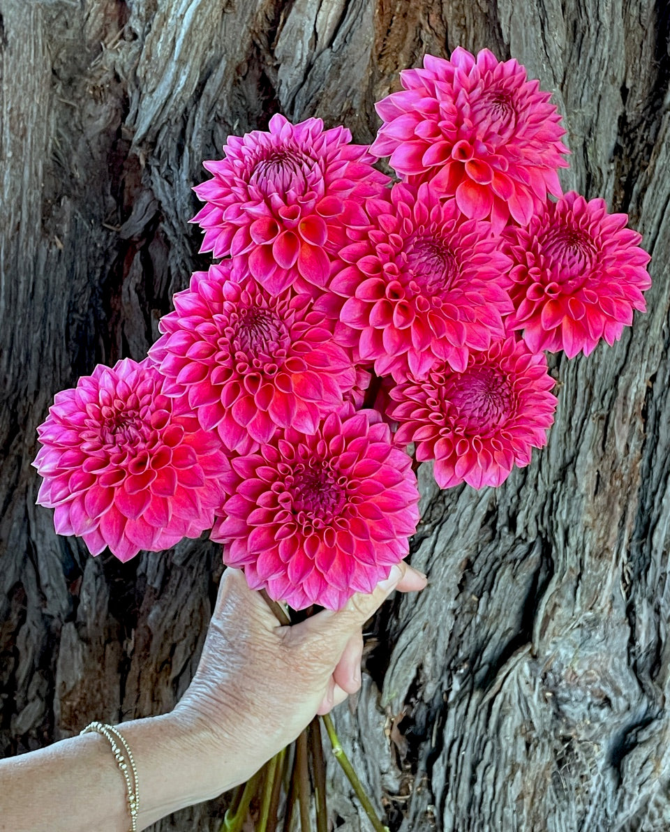 KA's® Poppin Pink (Bright Series) – Stonehouse Dahlias
