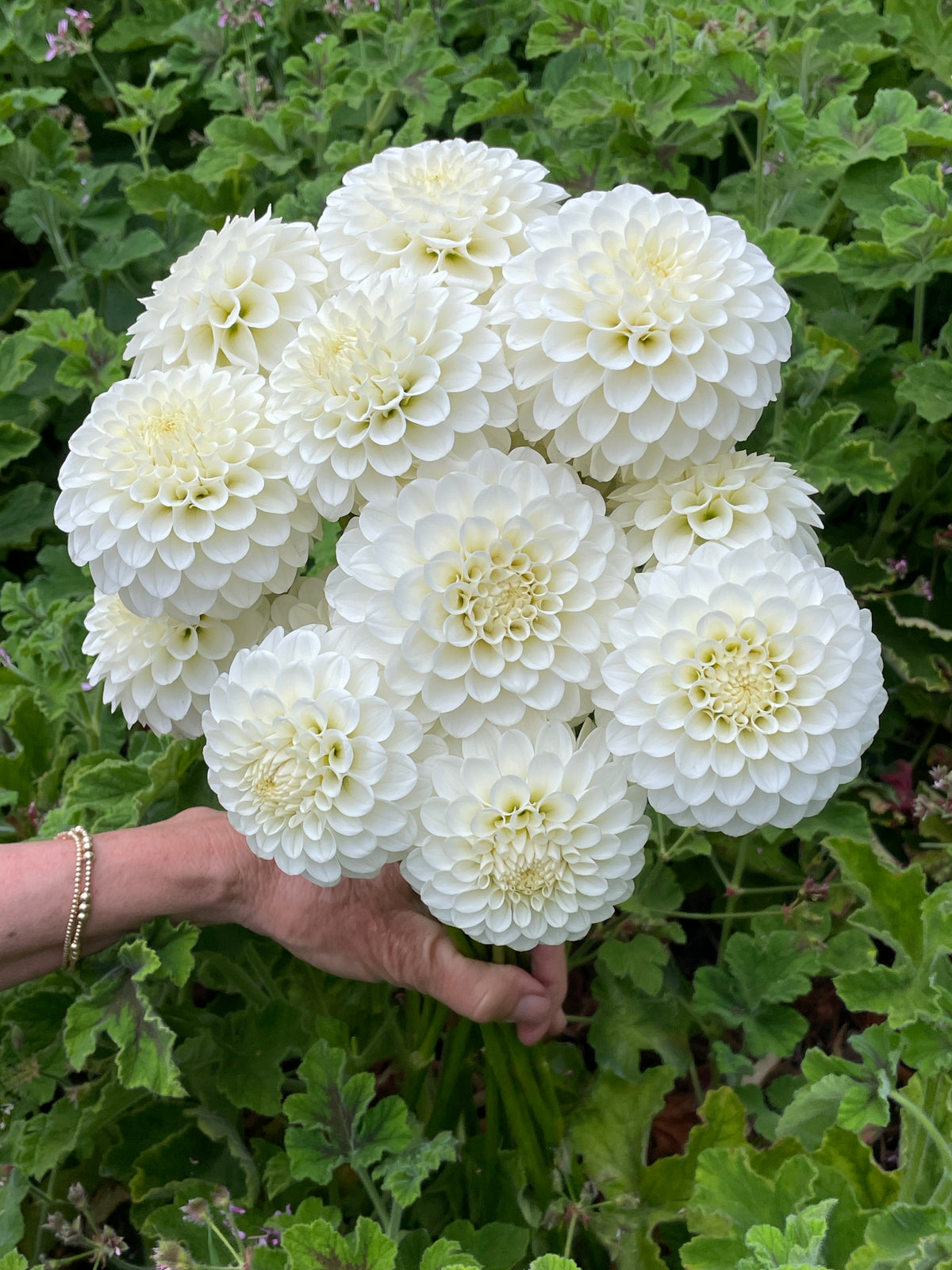 KA’s Pumper White