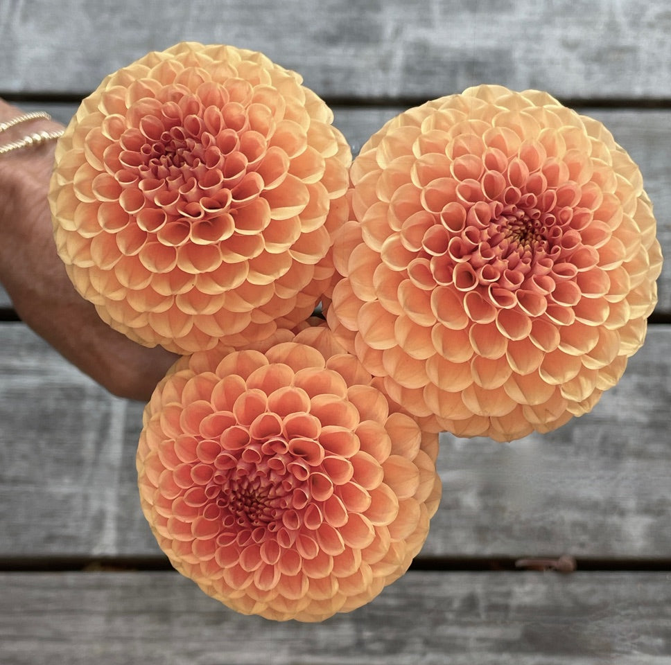 KA's® Sicilian Summer – Stonehouse Dahlias