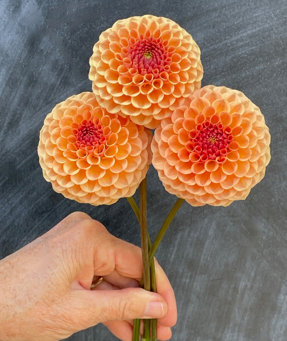 KA's® Sicilian Summer – Stonehouse Dahlias