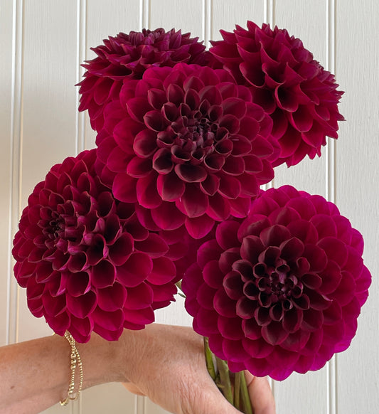 KA's® Tall Burgundy