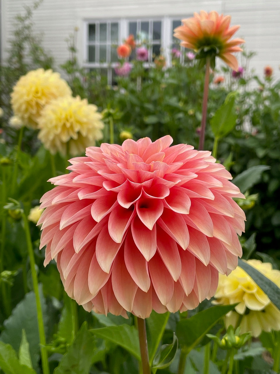 KA's® Whisper – Stonehouse Dahlias