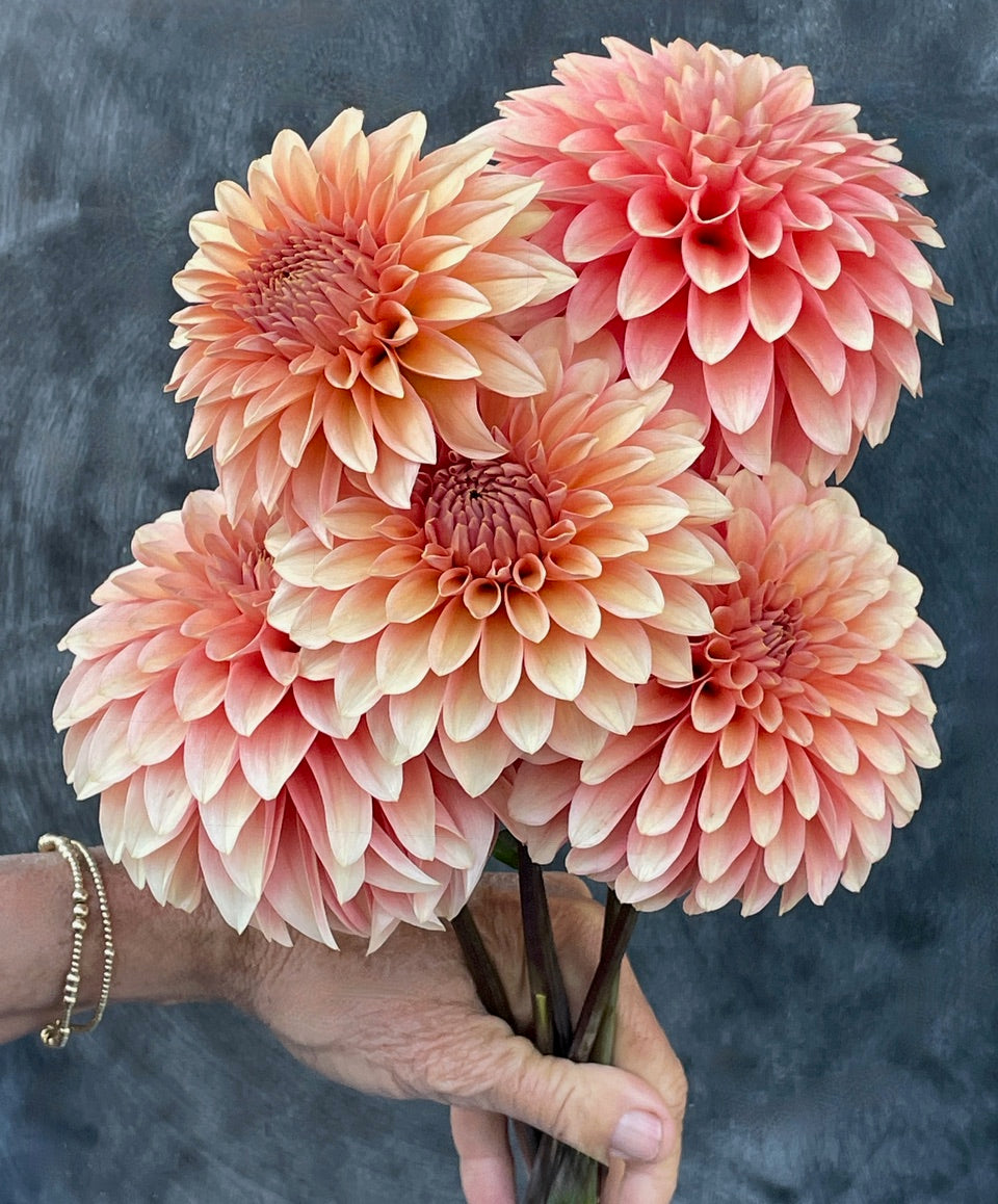 KA's® Whisper – Stonehouse Dahlias