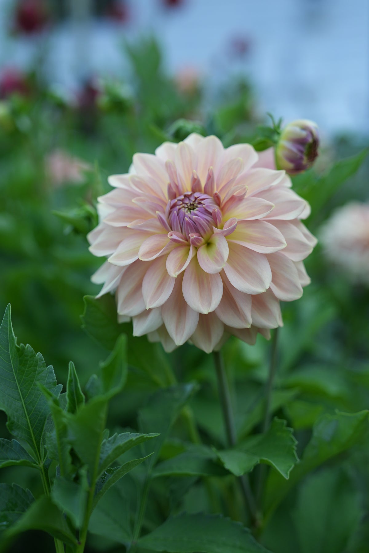 RM Honey Blush