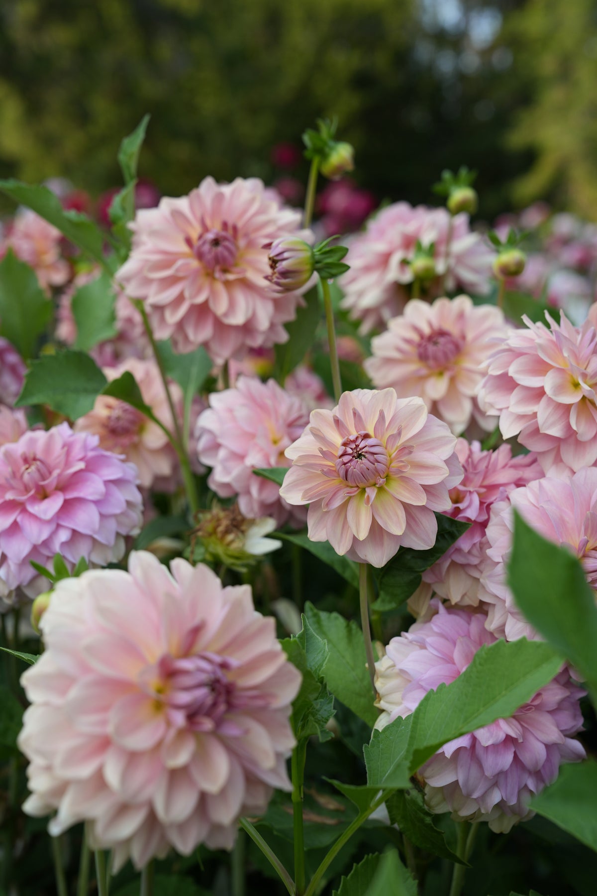 RM Honey Blush