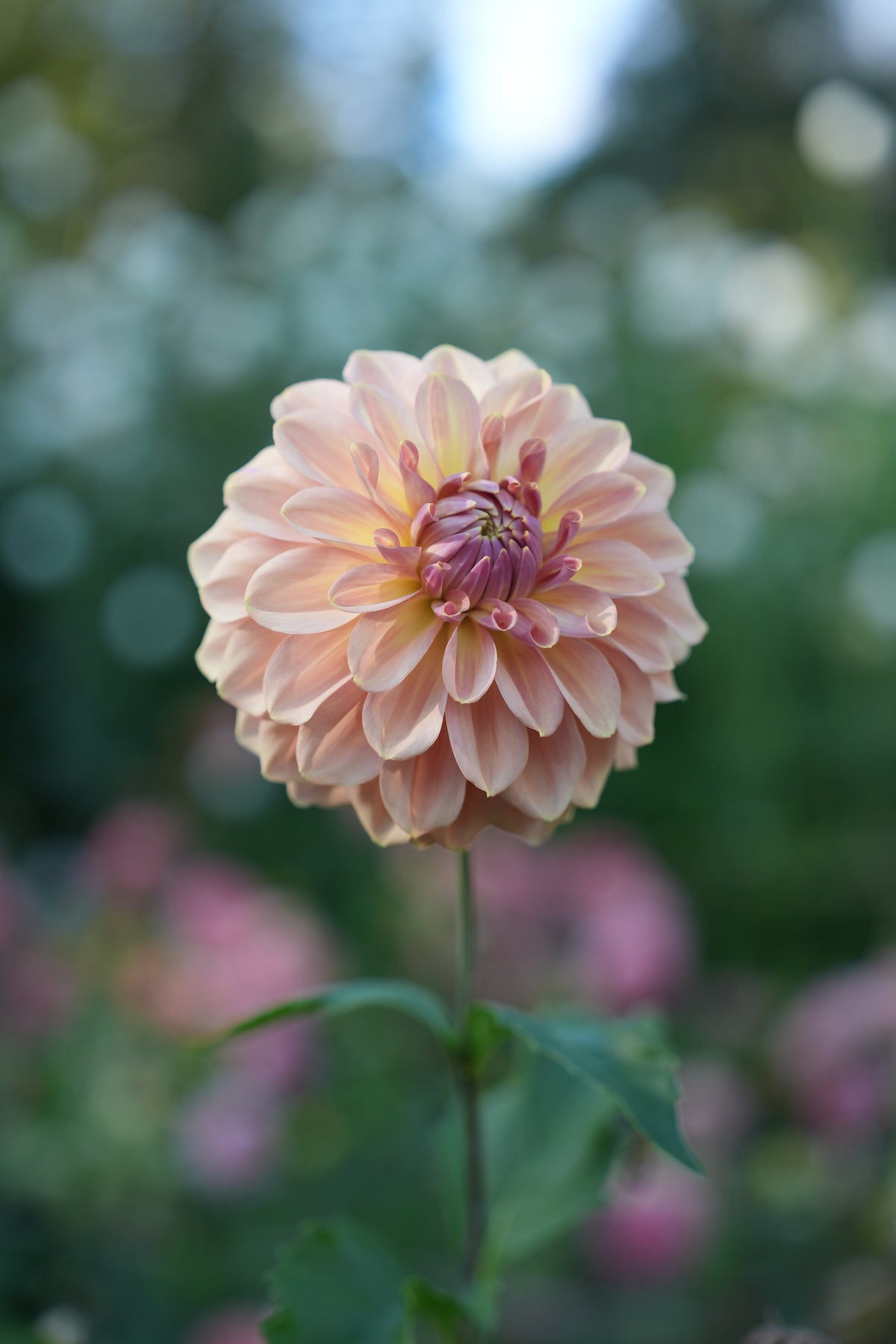 RM Honey Blush