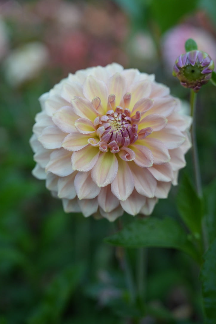 RM Honey Blush