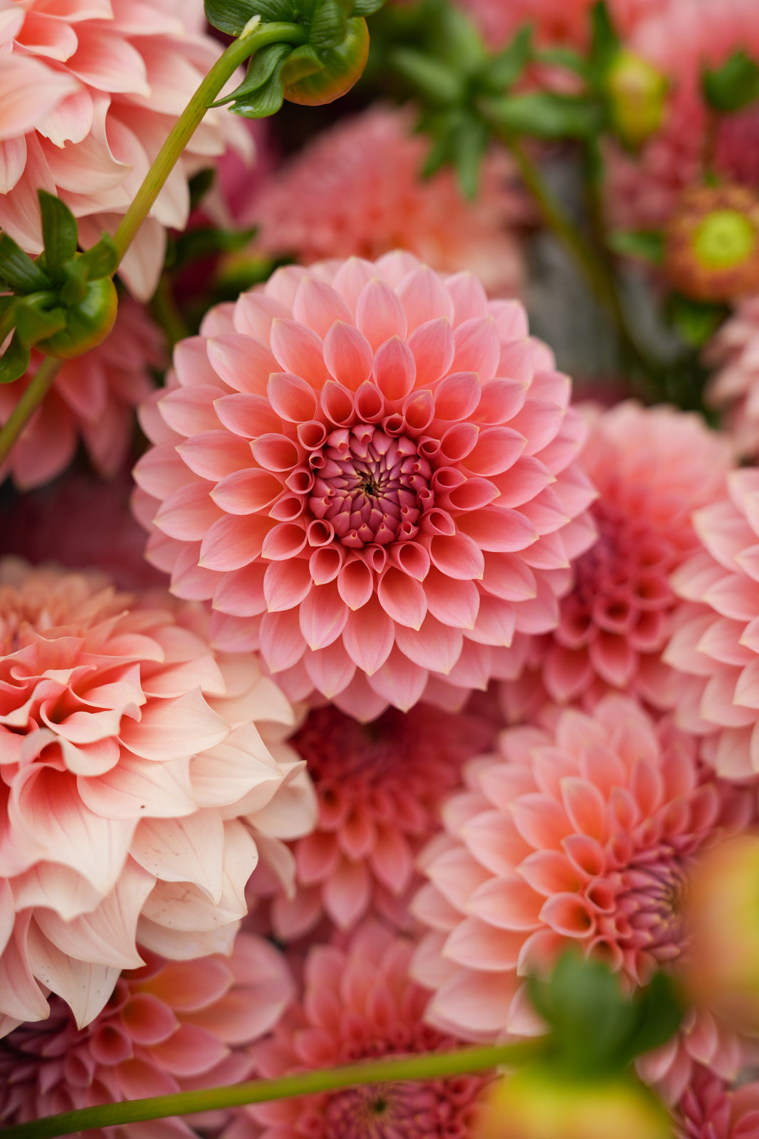 All Dahlias – Stonehouse Dahlias