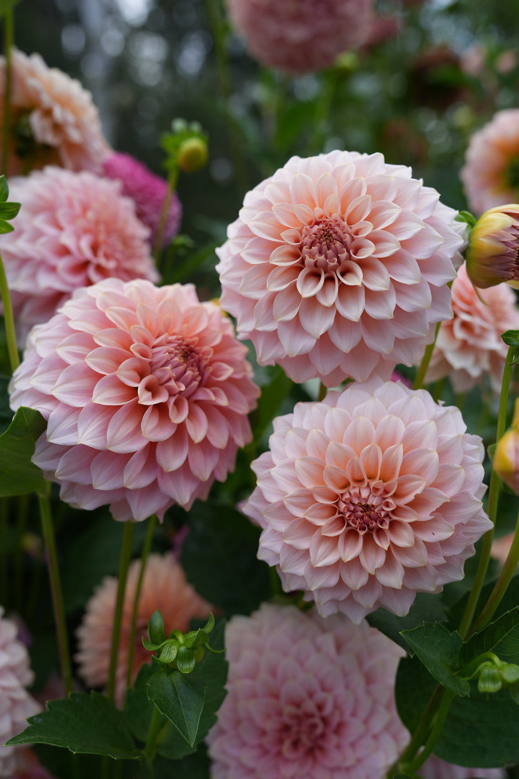 RM Varieties – Stonehouse Dahlias
