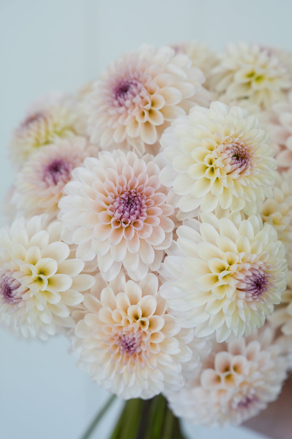 RM Seashell