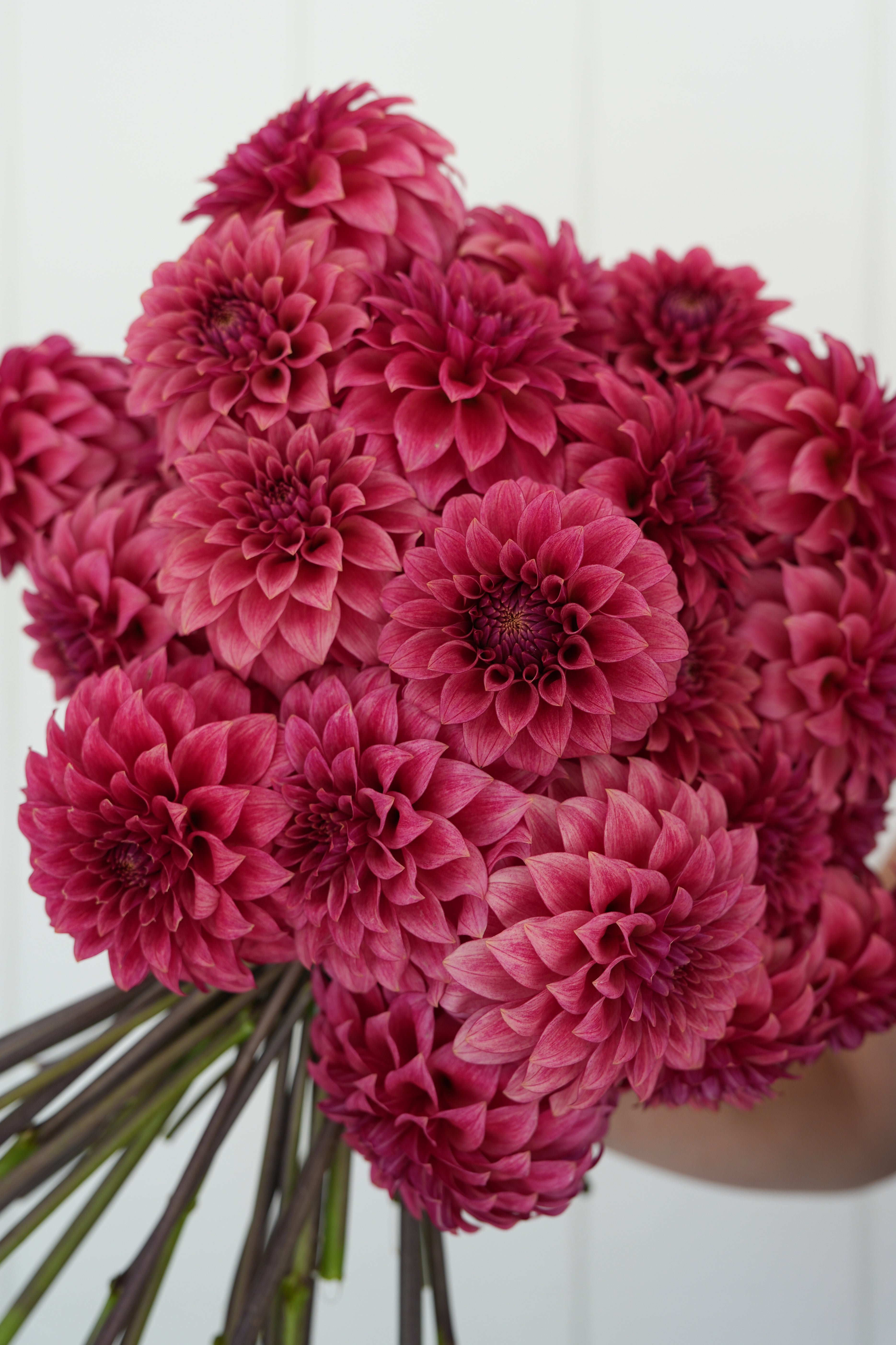 RM Smokeshow – Stonehouse Dahlias