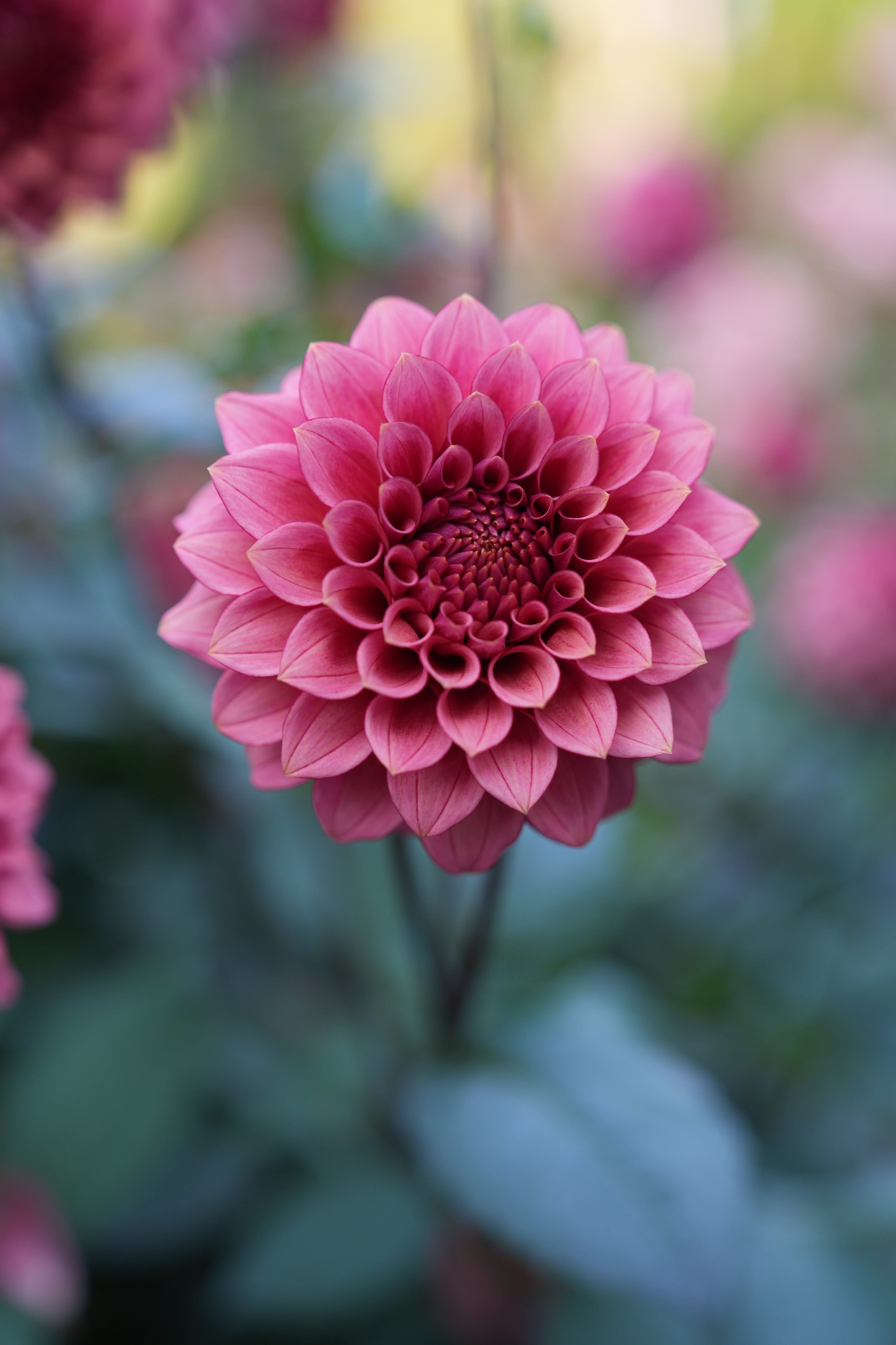 RM Smokeshow – Stonehouse Dahlias