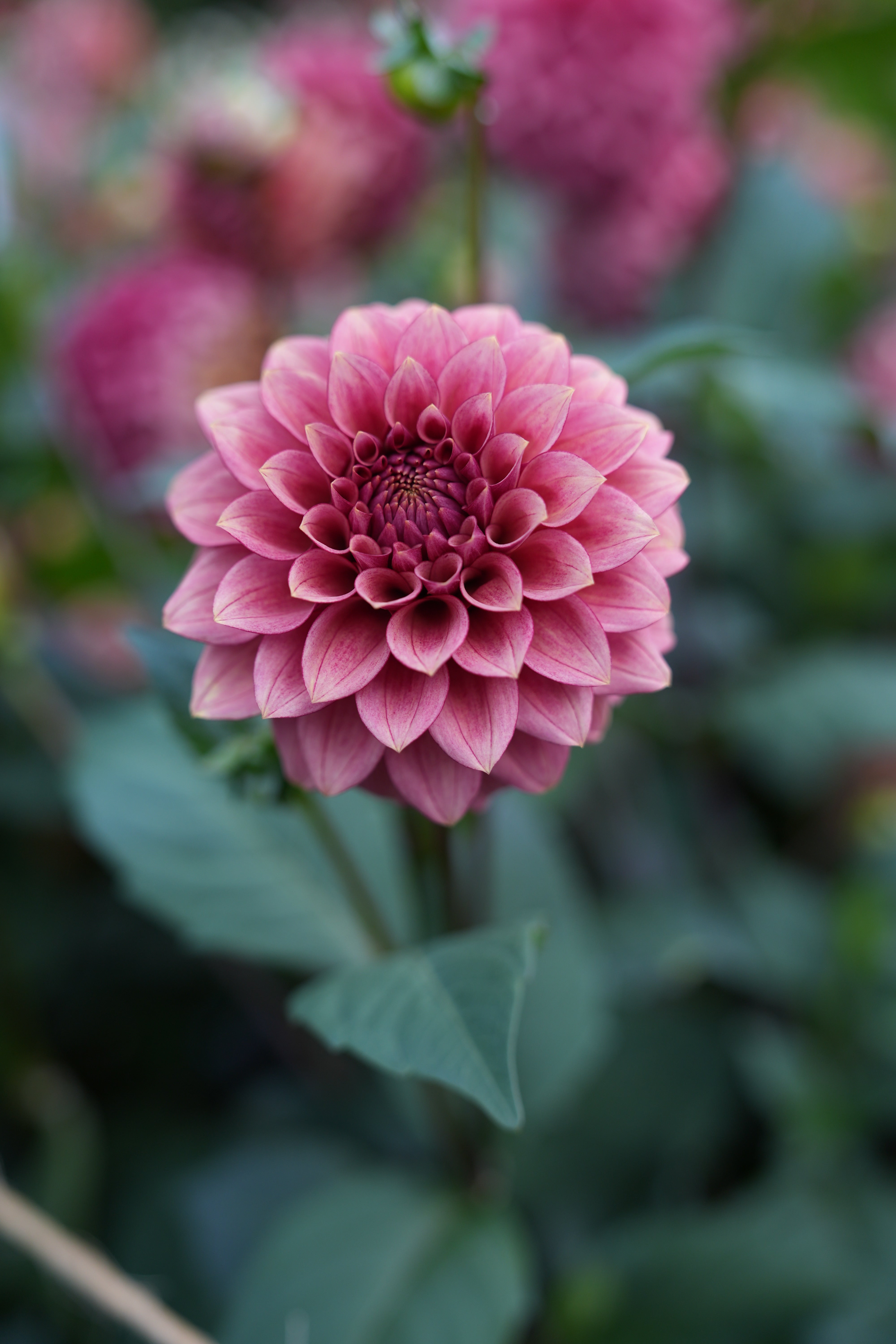 RM Smokeshow – Stonehouse Dahlias